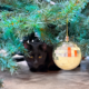 Happy Holidays From the Team!