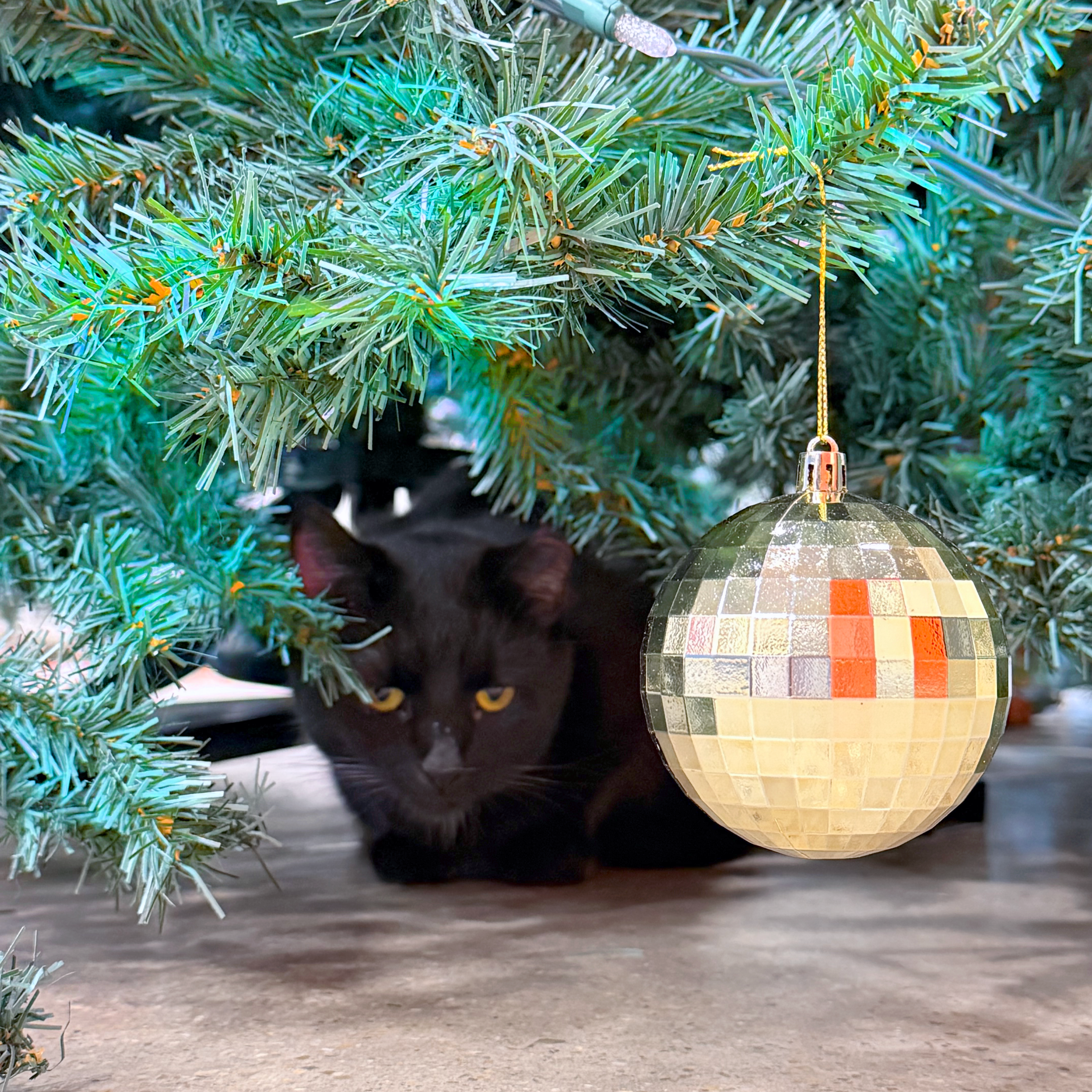 Happy Holidays From the Team!